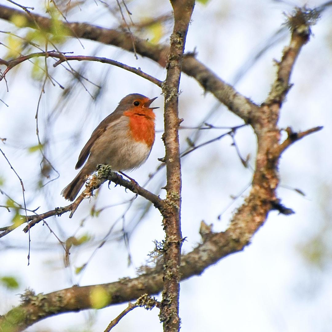 Rödhaken kom in på tio-i-topp-listan för Halland när det räknades fåglar i helgen. 