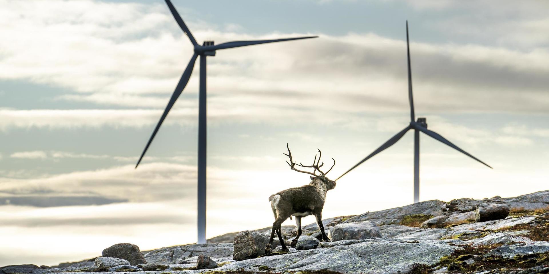 Vindkraften har ökat med 39% och en fortsatt stark expansion sker framöver, skriver insändarskribenten. (Bilden är från Storheia vindpark i Norge). 