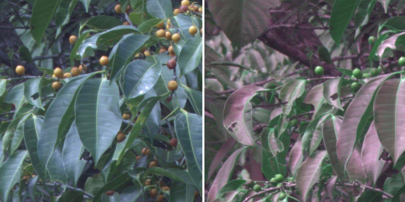 På den vänstra bilden är lövverket fotograferat som vi människor normalt ser det. Till höger har samma lövverk fotograferats med en specialkamera för att efterlikna färgseendet hos fåglar.