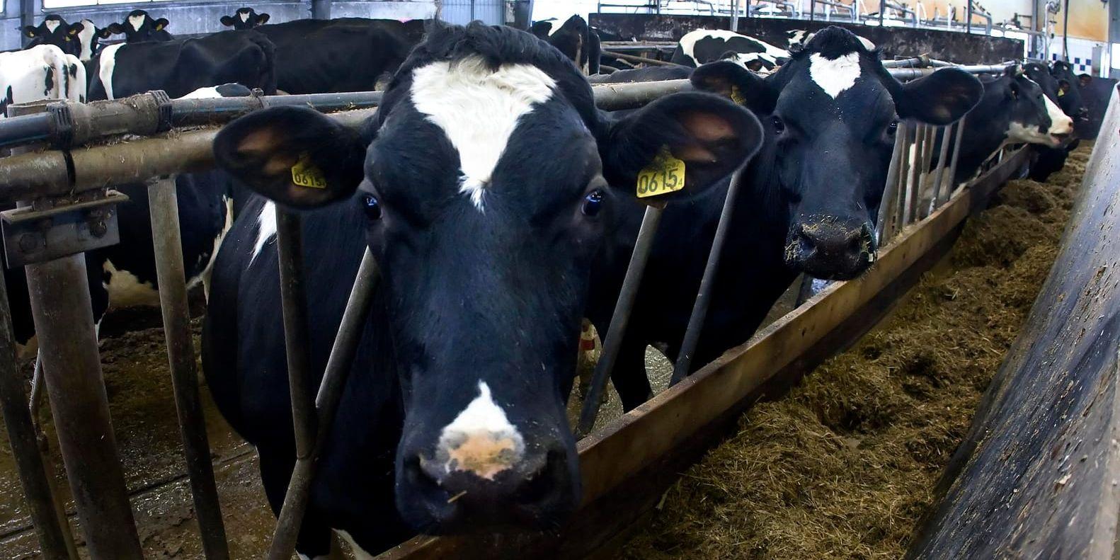 Behov av bidrag. Situationen för mjölkproducenter i Halland är ansträngd, enligt Andreas Richardsson, ordförande i LRF Hallands regionstyrelse. I veckan presenterade EU-kommissionen ett krispaket för att stötta mjölkbönder.