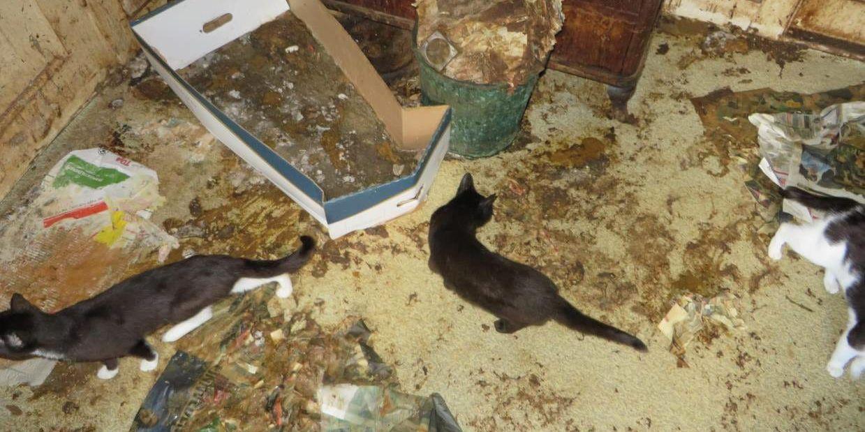 Det var fullt av avföring på golven i huset där katterna var instängda.