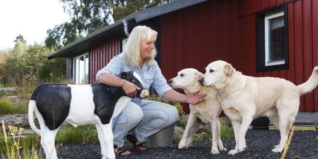 Favoriterna. Mia Skoglund och hennes trogna vapendragare Olle och Robin, som båda funnit en fristad i Rävastorp efter att ha varit ledarhundar. Kalven är mer symbolisk för Mias kärlek till kor.