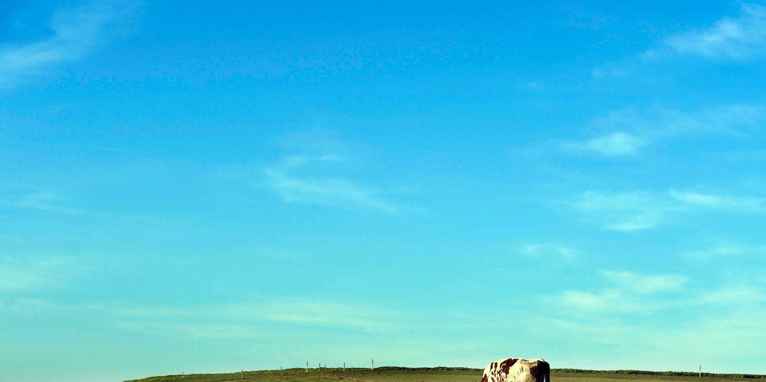 Kon korsade gränsen mellan Serbien och Bulgarien. Arkivbild på en annan ko.