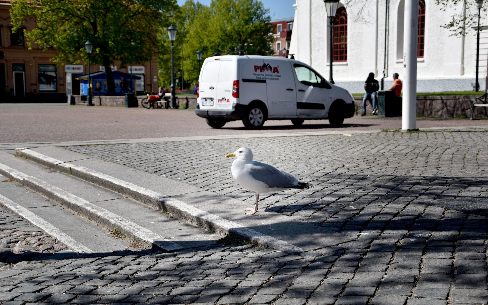 Det är framför allt gråtrutar som hänger runt torget och stjäl mat, menar fågelexperten Linnea Henriksson på Naturum.