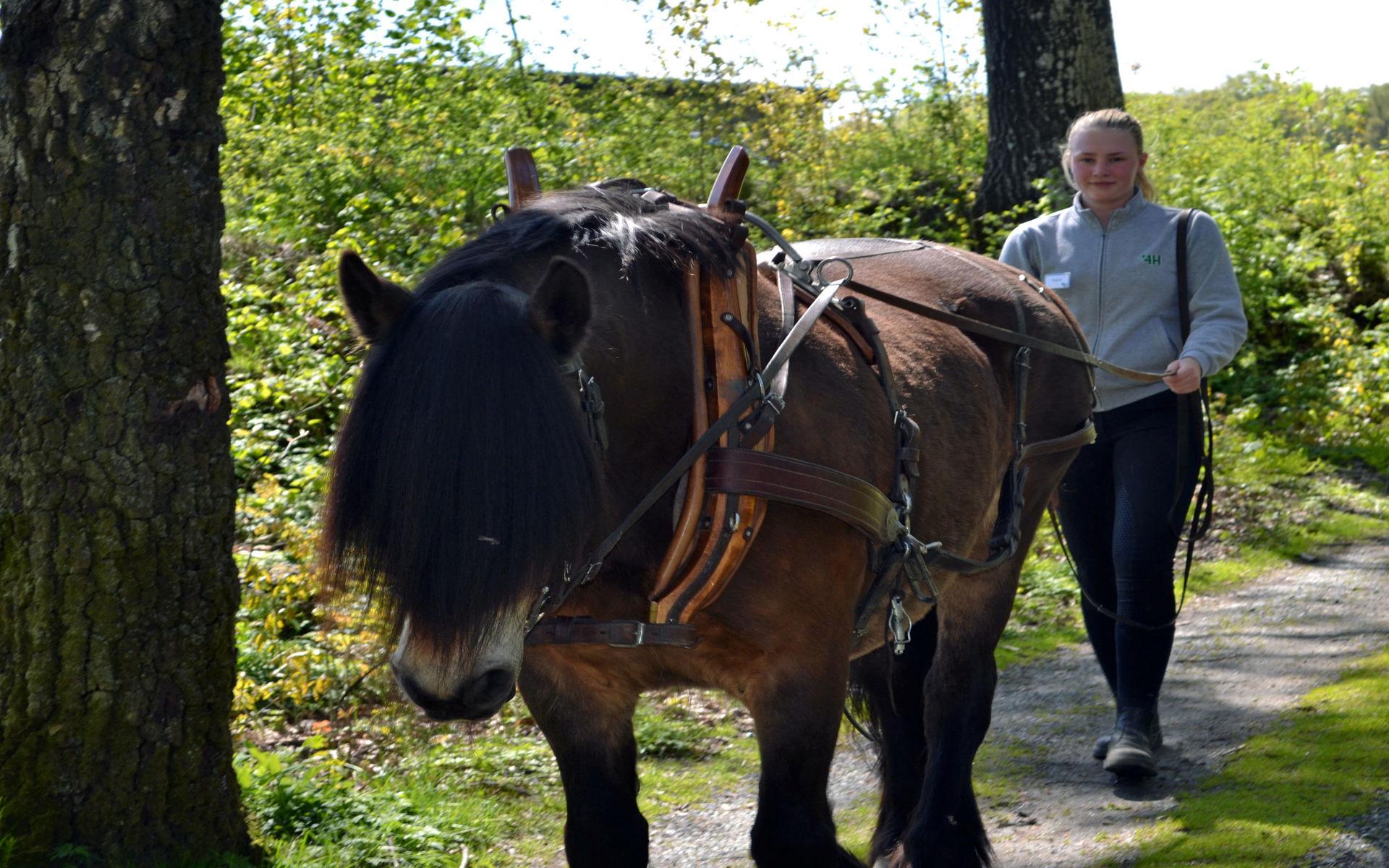Annie Struxsjö värmer upp hästen Lina inför körningen.