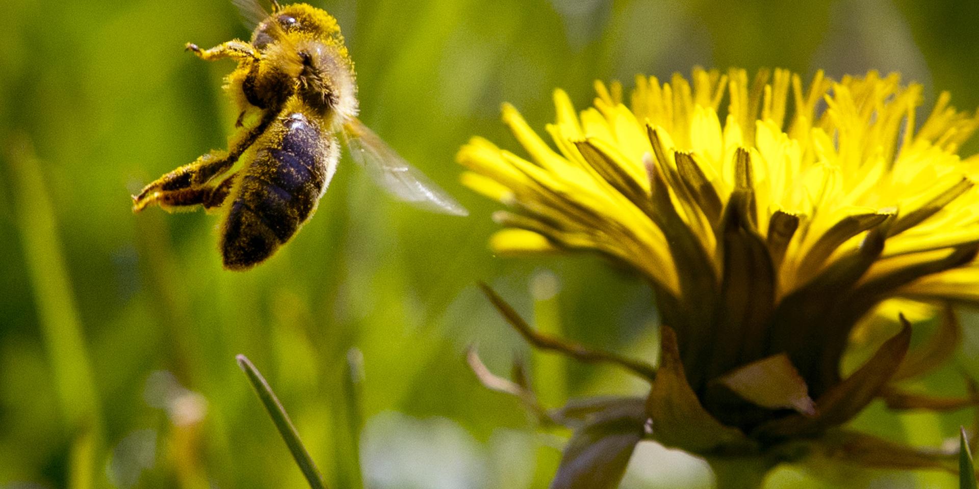 Vilda bin behöver mat och bostad. Maten får den från blommande växter. 