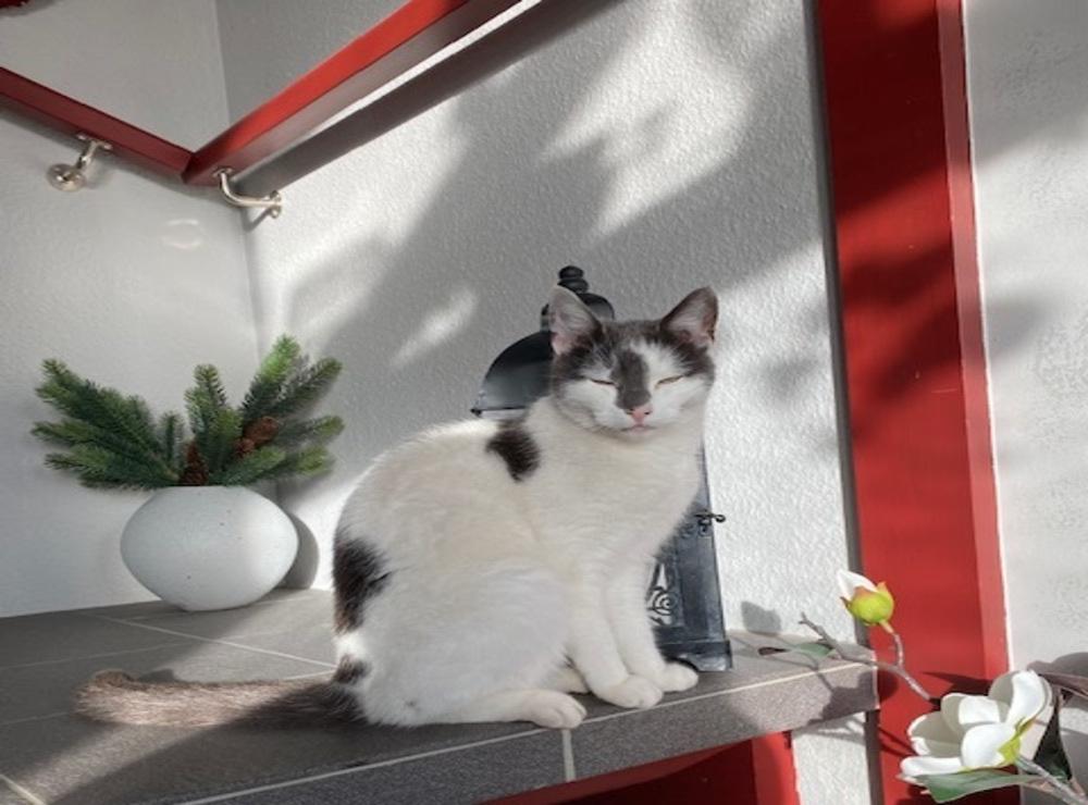 Katten Saphire. Foto: Ingrid Håkansson