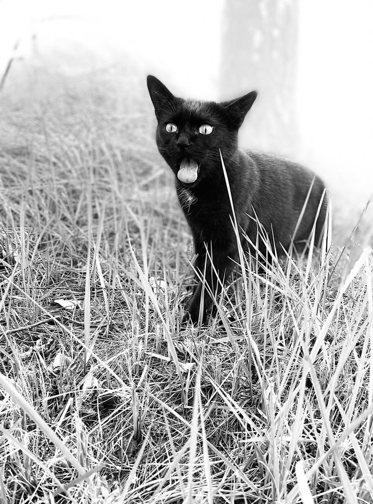 Katten Lea. Foto: Emil Gustavsson.