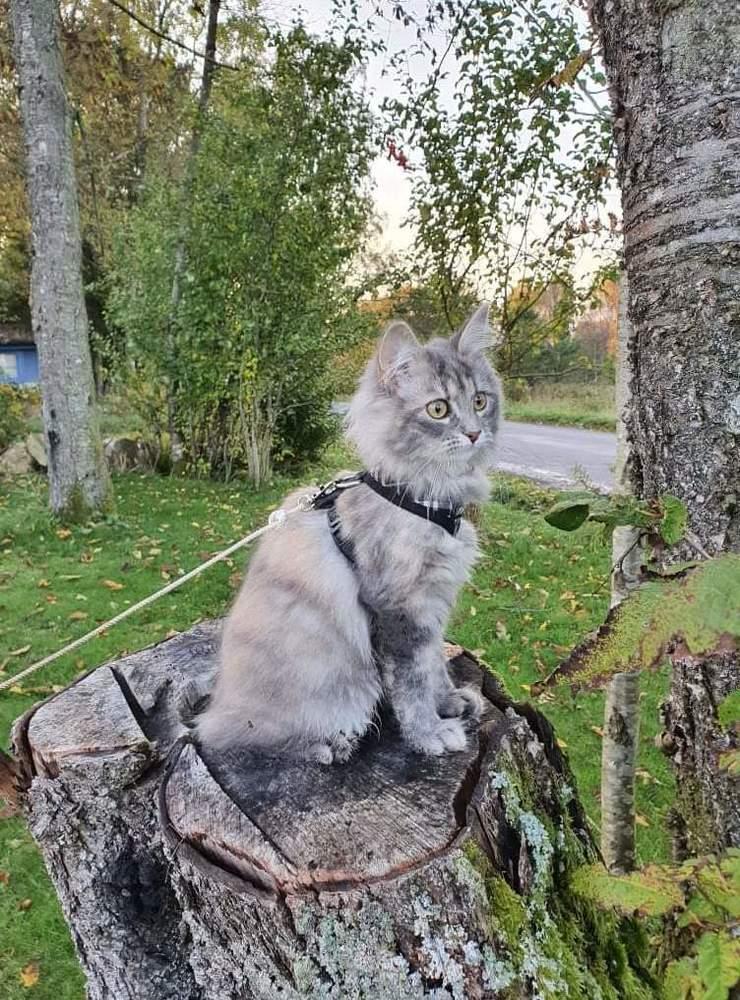 ”Katten Kajsa 6 månader är med oss i husbilen. Detta kort är taget på Lyserne ställplats.” Foto: Vivi Bengtsson, Varberg.