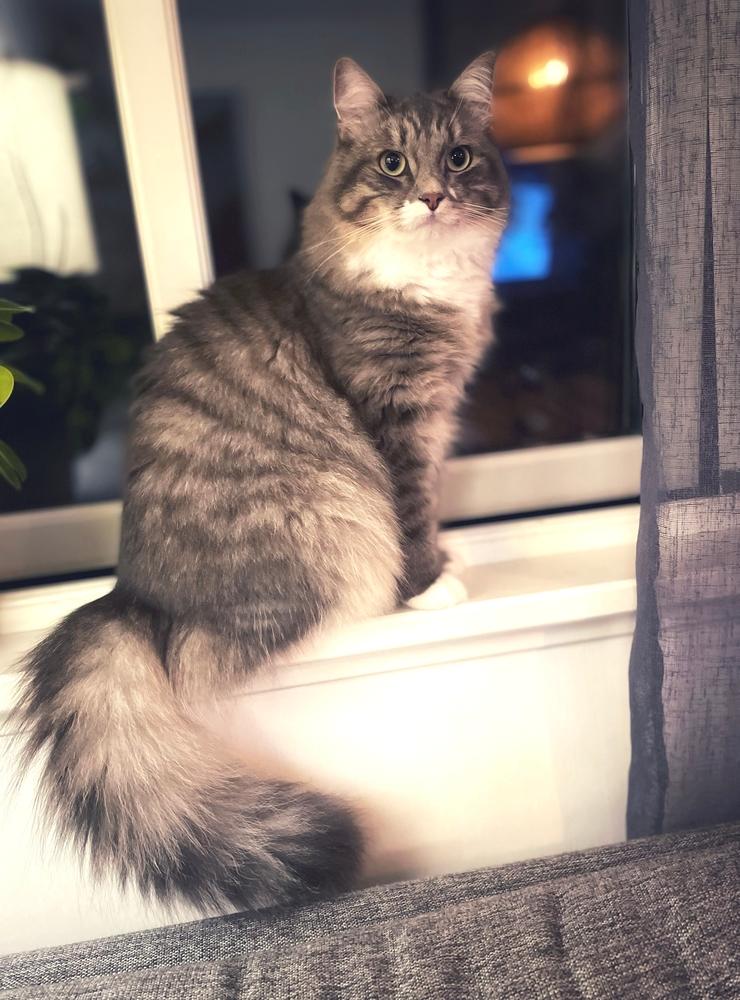 Katten Doris. Foto: Matilda Eriksson
