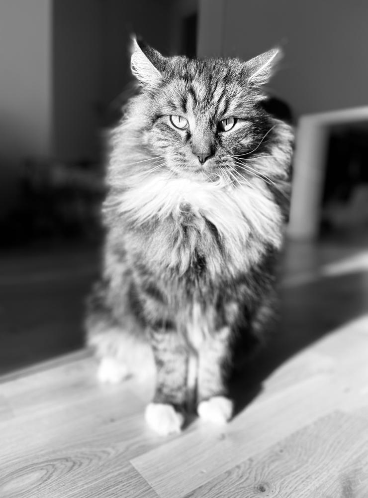 Katten Svante Lilja. Foto: Lizette Lilja