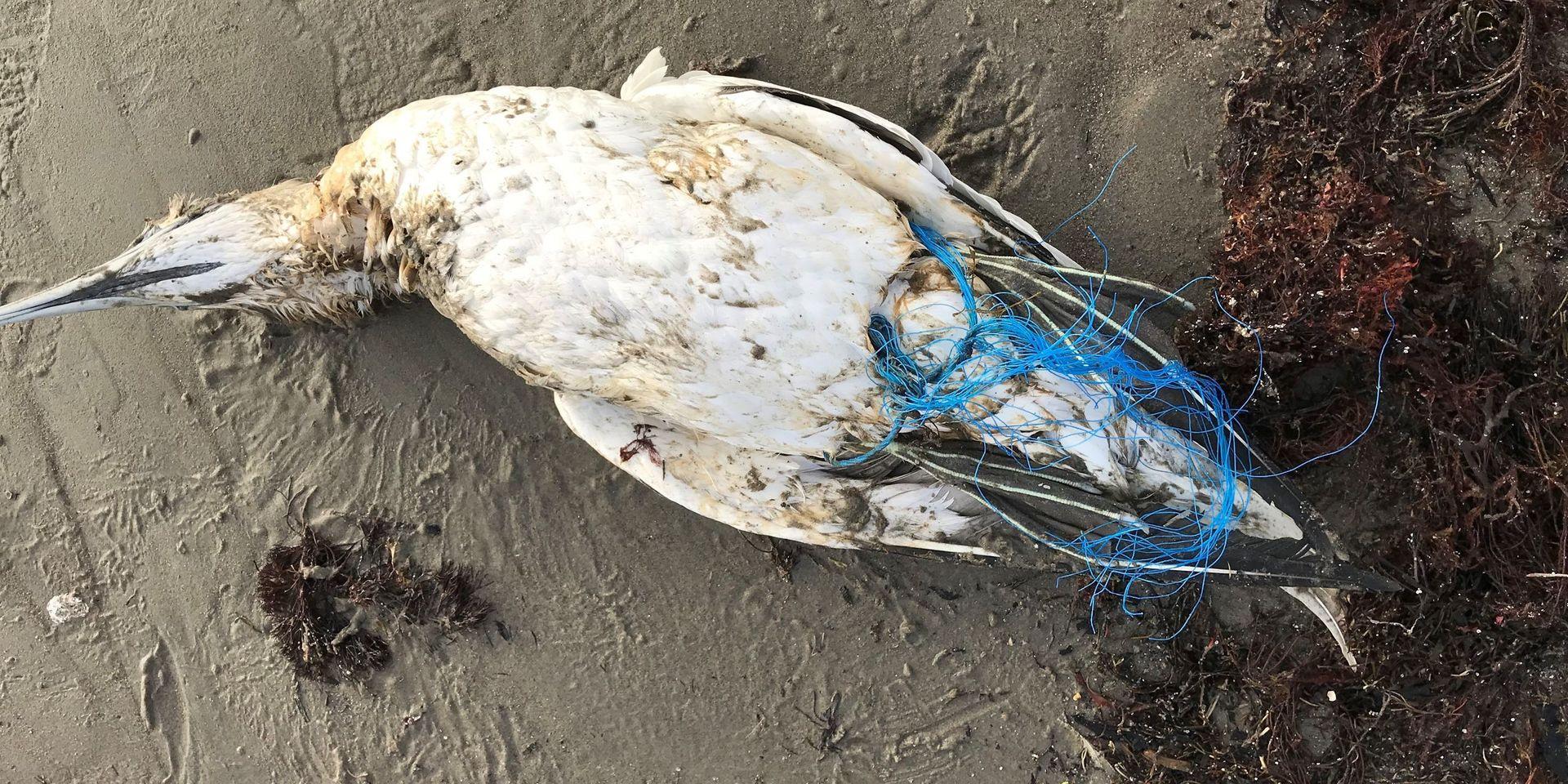 Fågeln låg intrasslad i ett plastnät.