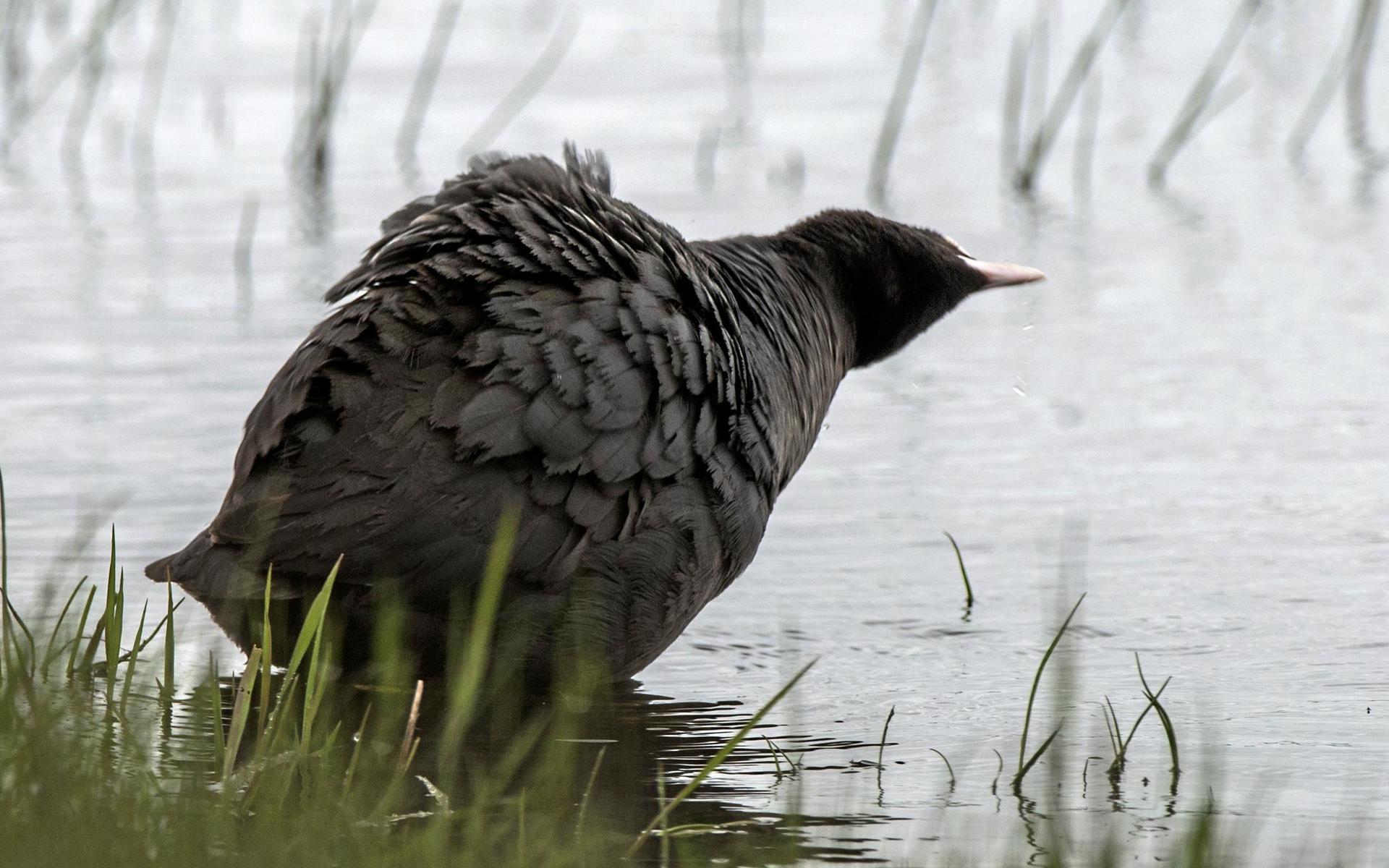 Sothöna - en oblyg fågel som nickar med huvudet när den simmar och bygger bo i täta vassruggar.