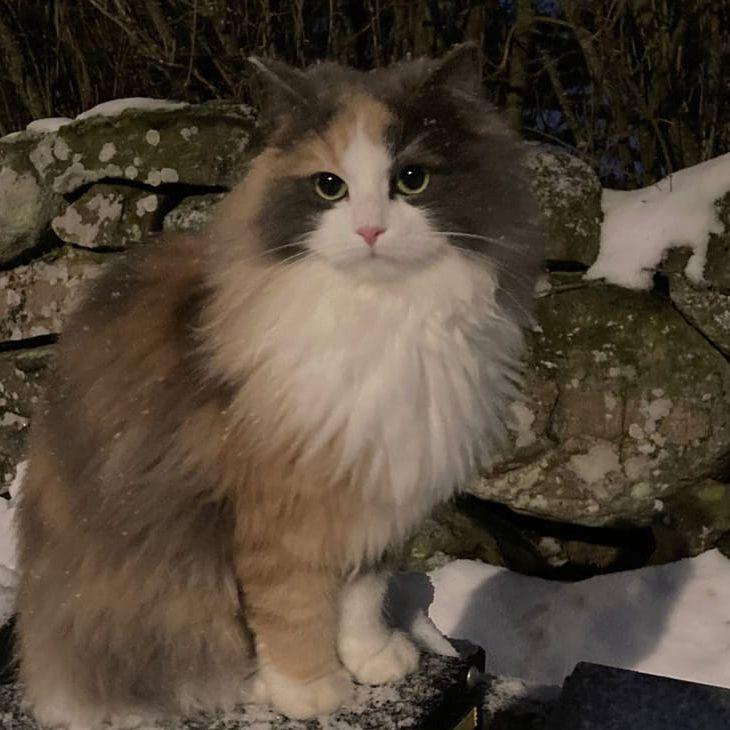 5. Katten Ellie bor i Trönninge.