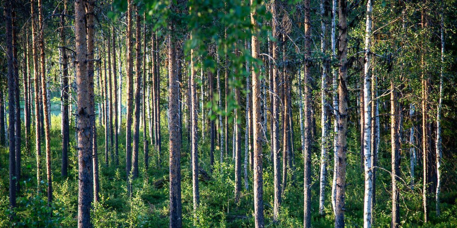 Vi inser att man inte kan lägga om skogspolitiken över en natt men vi hoppas att det framgent kommer att finnas en väg där vi både ser till skogsekonomi och biologisk mångfald, skriver insändarskribenterna.