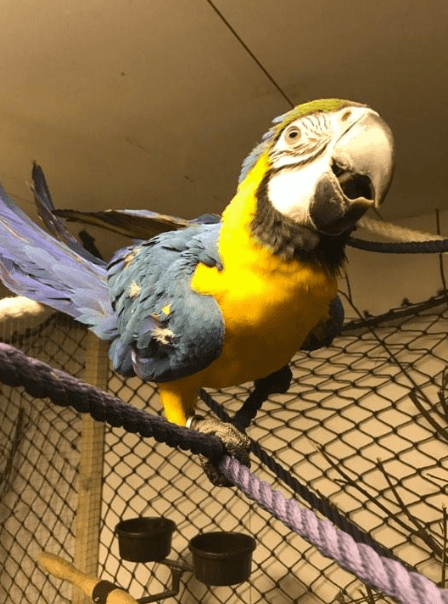 Papegojan Atlas är bortflugen från sitt hem. Foto: Privat