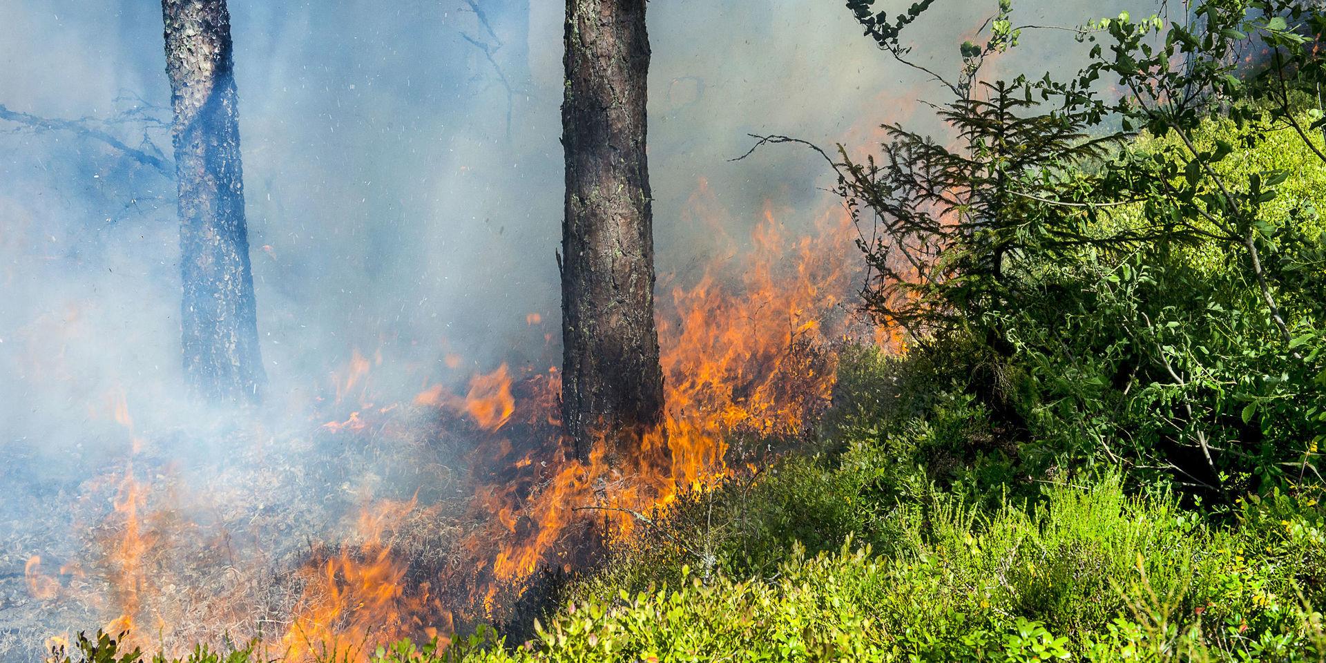 SMHI har utfärdat en varning om risk för skogsbrand i Halland. Arkivbild.