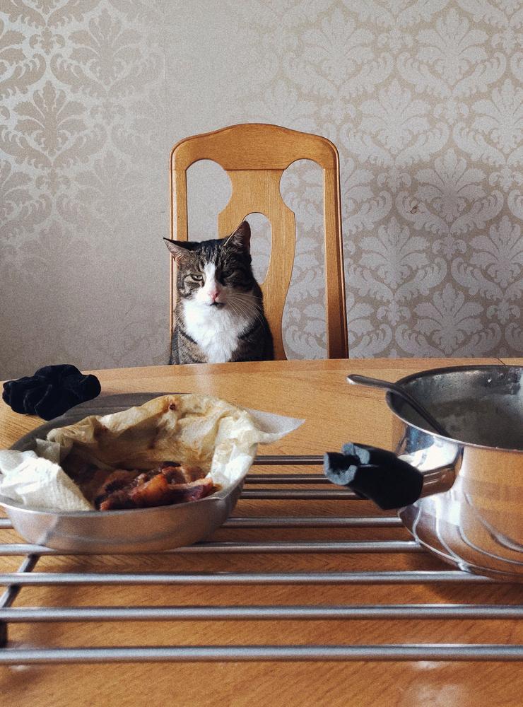 Felix är väldigt social (eller bara hungrig?) och vill gärna sitta med vid bordet när det serveras stekt fläsk skriver Alma Bengtsson.