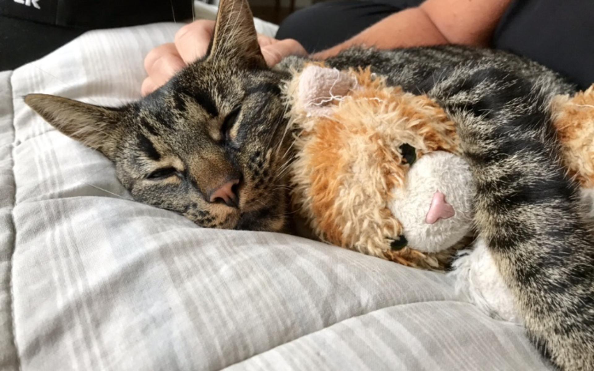 Vår Tjabo är världens sötaste och världens mysigaste katt så därför tycker vi att han ska vinna Årets Lussekatt 2019, skriver Malin Falk.