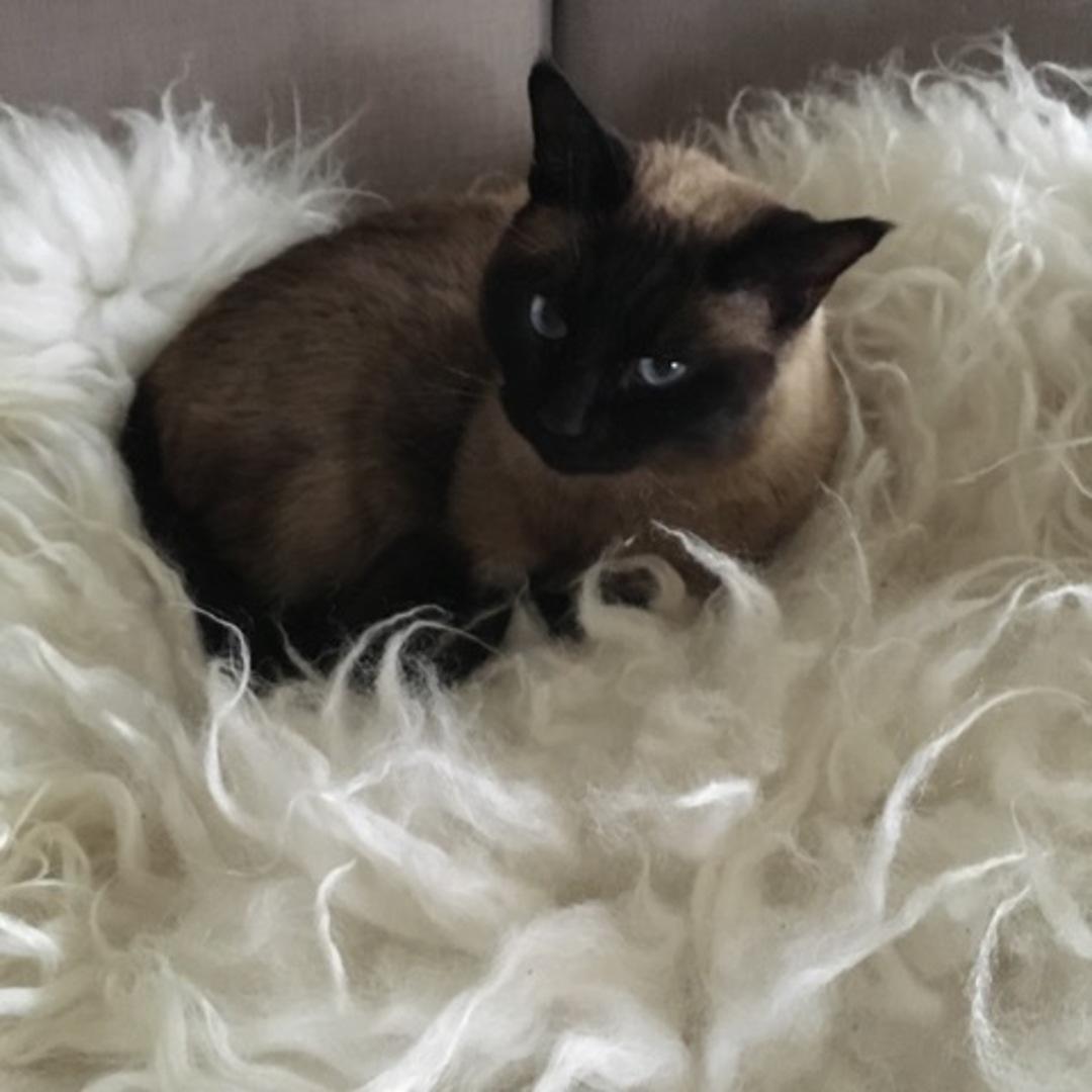 Det är vår härliga katt Sigge. Den lite skeptiska minen kan komma utav att han just blev tagen på bar gärning med att ligga och mysa i soffan, vilket egentligen inte är tillåtet i denna soffa om man är katt. Men han fick ligga kvar…, skriver Veronica Pietsch.
