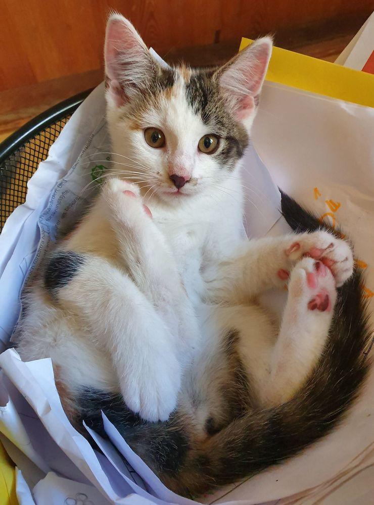 Lill-Stumpan är en jättecharmig och busig kattunge. Hon har  flyttat till ett nytt hem hos Stina Gustava.