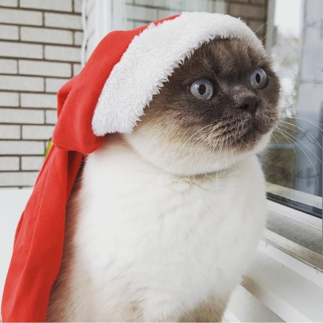 Katten Hysén borde bli årets Lussekatt eftersom han älskar vinter och smälter in fint i vinterlandskap. Dessutom ställer han upp på alla julbestyr även om han egentligen inte vill. En fin kompis med en stor personlighet, skriver Annica Torstensson.