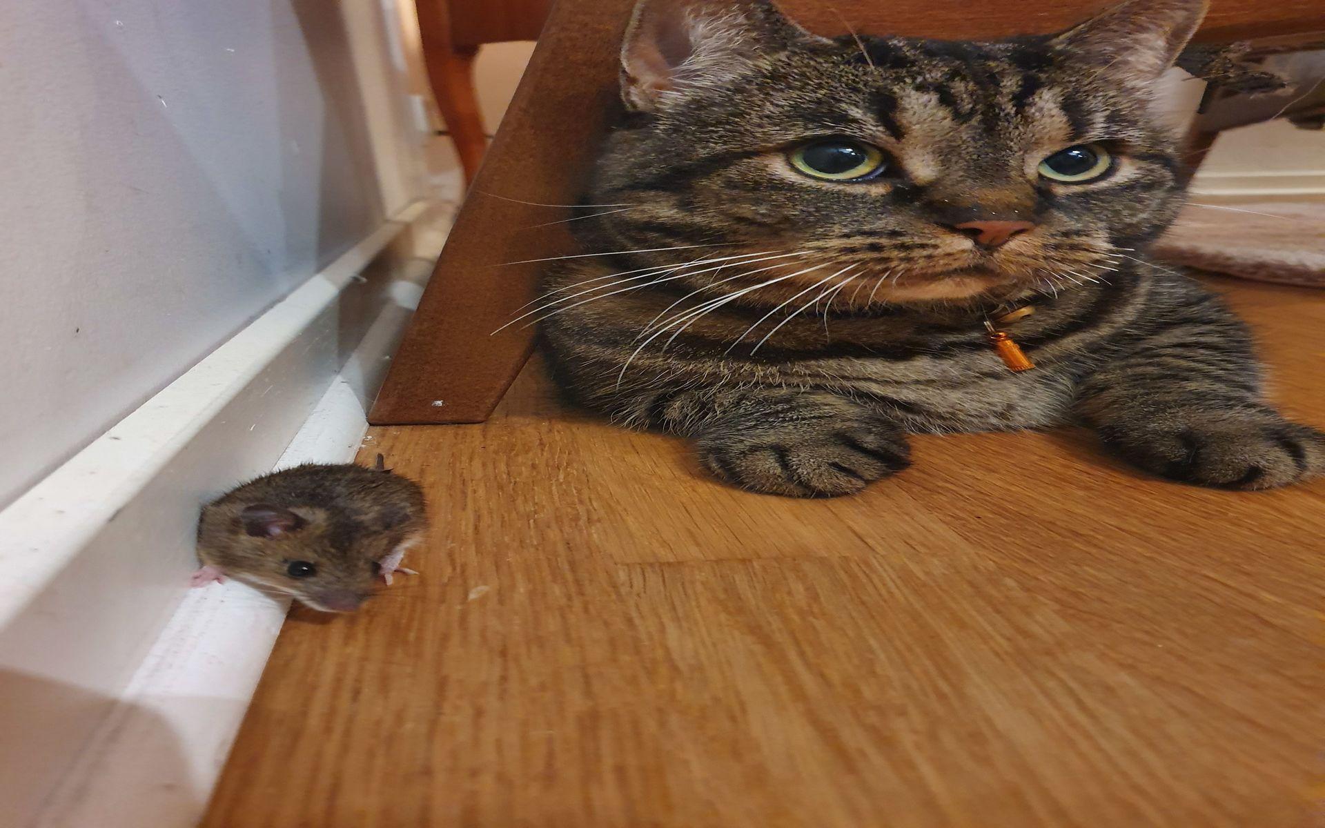 Här är vår katt dixie med en mus som hon blev kompis med en kväll. De var vänner en liten stund iallafall, skriver Peter, Josefin, Ville och Sam.