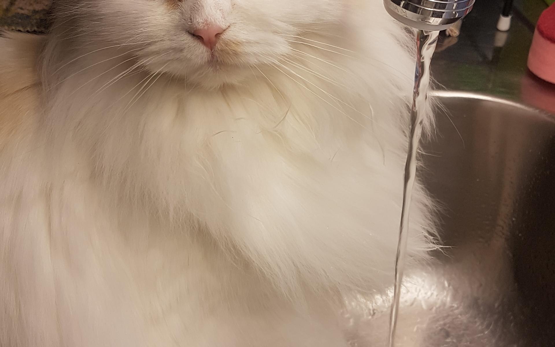 Katten Isa älskar vatten och vill vara med i årets lussekatt. Lillmatte heter Laila Lyckeskär.