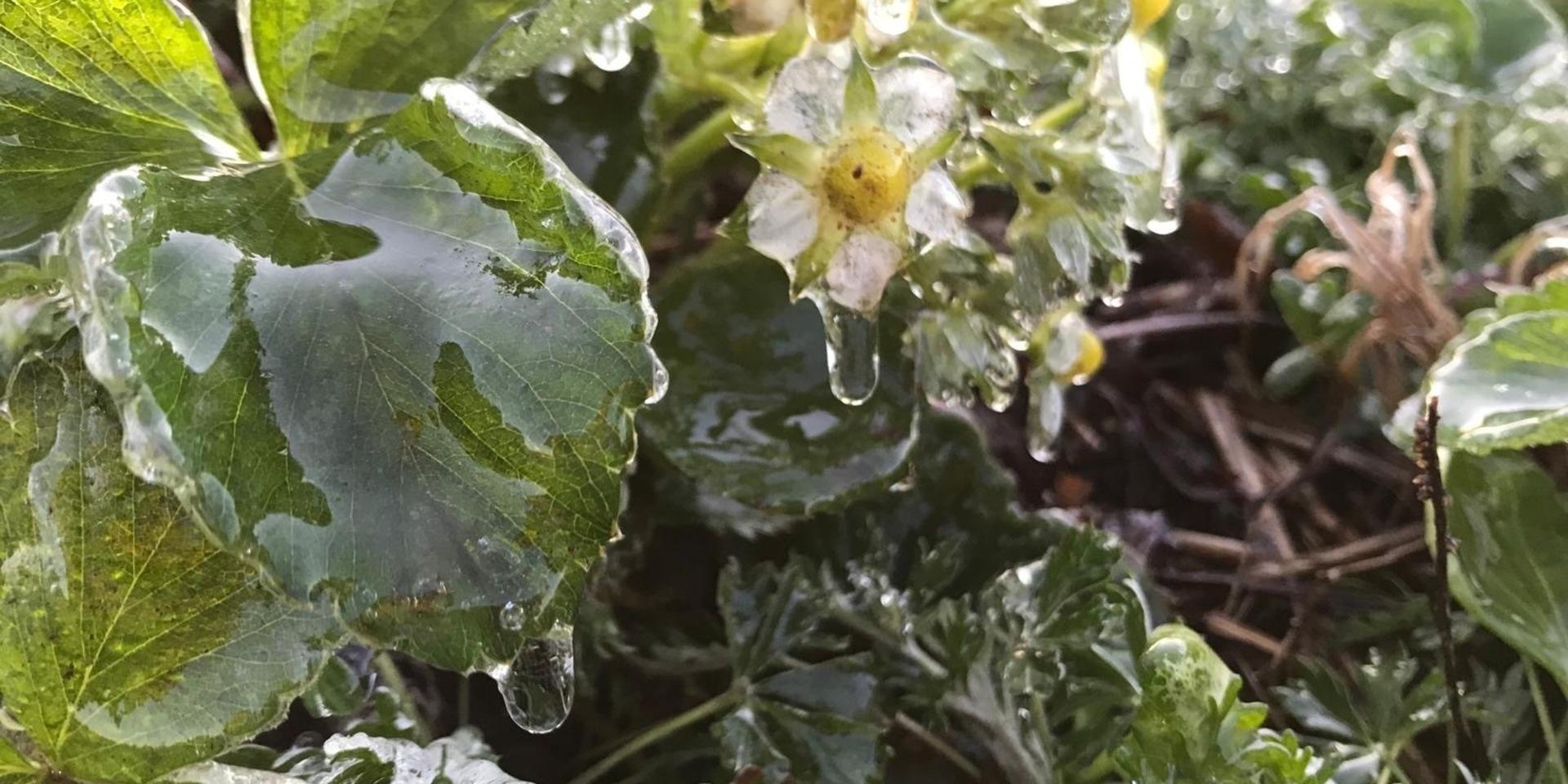 Frostbevattning hindrar plantorna från att frysa under natten.