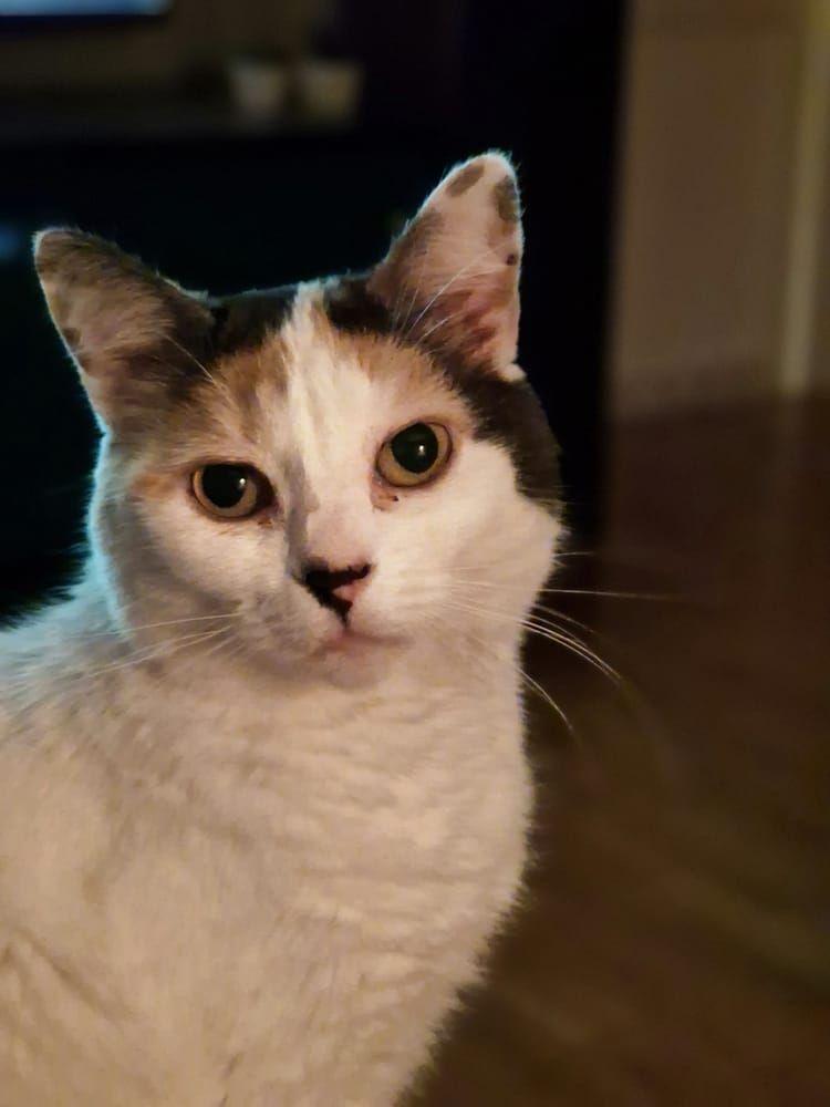 Katten Velma från Falkenberg.