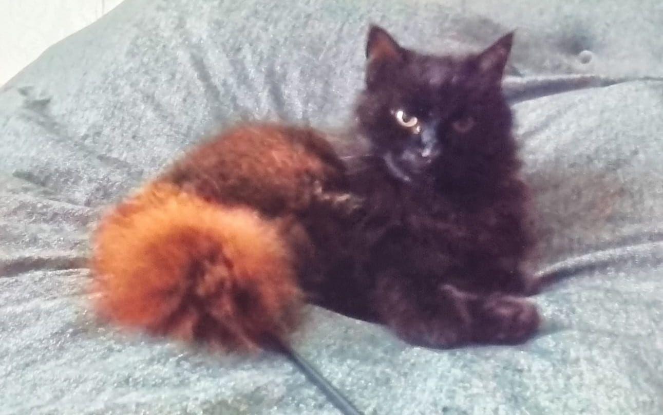 Katten Svartafåret är 15 år gammal.