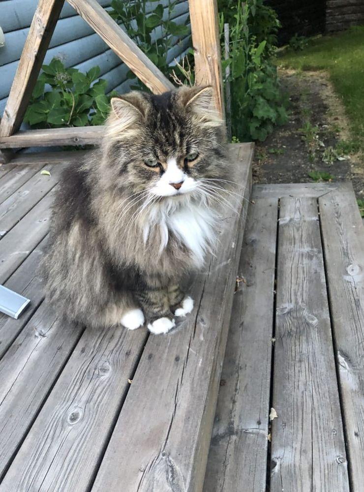 Katten Gösta som bor i Falkenberg.