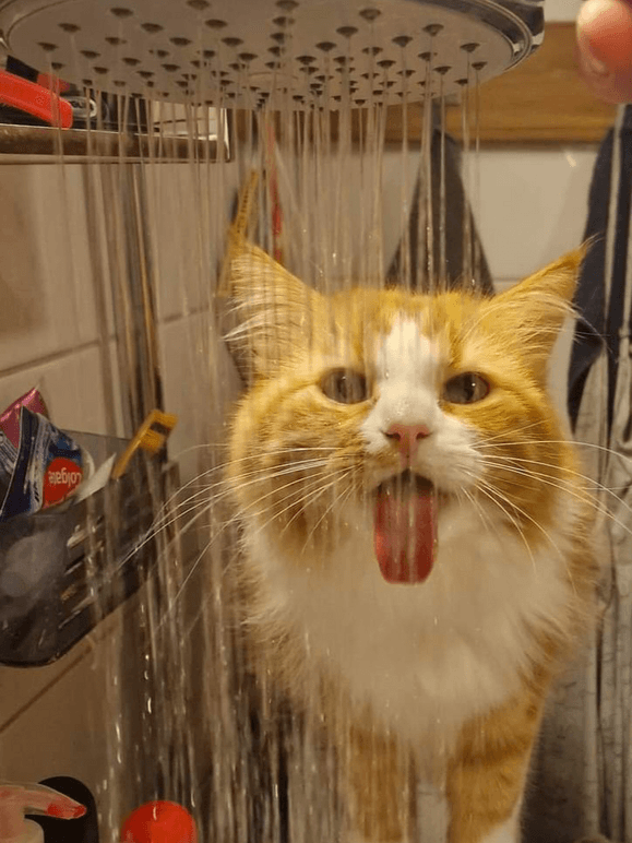 Katten Simba från Varberg som nästan alltid står redo när duschen startar för att få sig en skvätt!!
