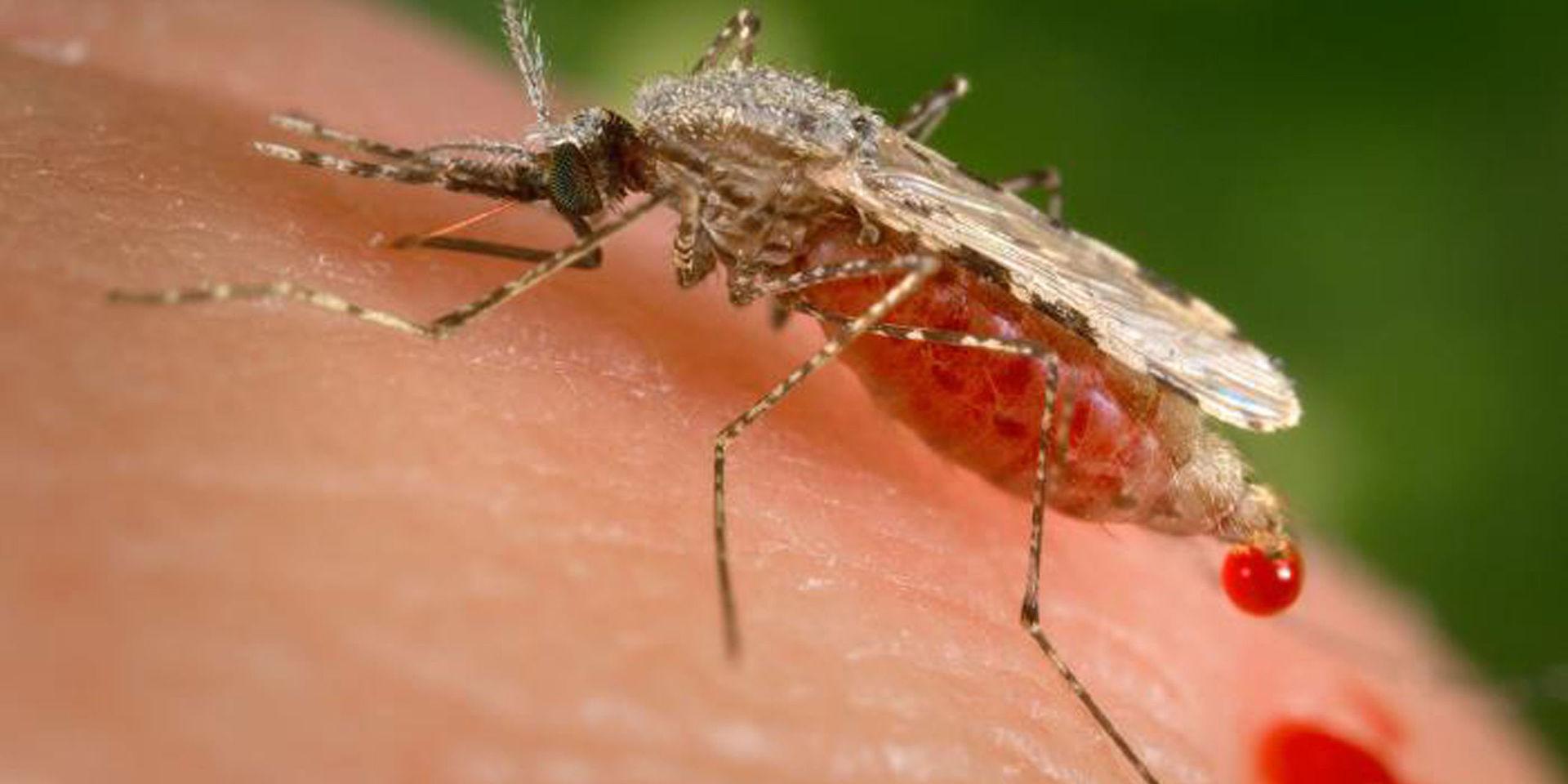 De parasiter som orsakar malaria sprids av myggor av släktet Anopheles. Släktet innefattar cirka 400 arter, varav 30–40 sprider Plasmodium, det vill säga den parasit som orsakar malaria. Malariamyggor kan kännas igen genom att de, när de sitter på ett underlag, har framkroppen framåtlutad på frambenen, som detta exemplar som är i full färd med att suga sig mätt på mänskligt blod med hjälp av sin nålliknande snabel (proboscis).