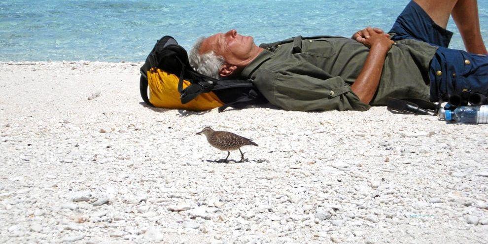 Fågelskådaräventyr. Inte alltid så fridfullt som här i Franska Polynesien är det när Claes-Göran Cederlund är ute i världen och kollar fåglar. Eller vad sägs om helikopternödlandning i Sibirien, bilkrasch på Jamaica och två gånger malaria.