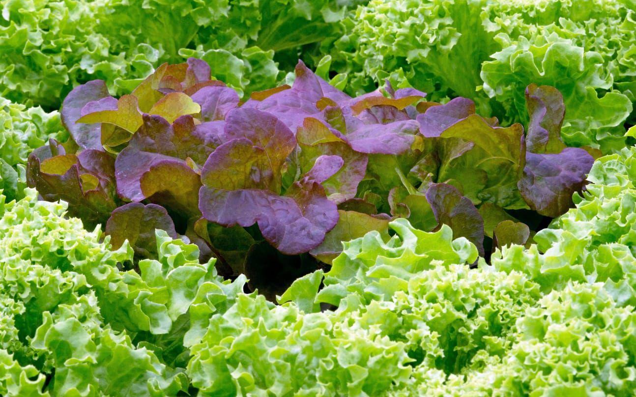 Den gröna salladen är sorten lollo bionda. Den röda salladen heter ekbladssallad. Bild: Johan Persson