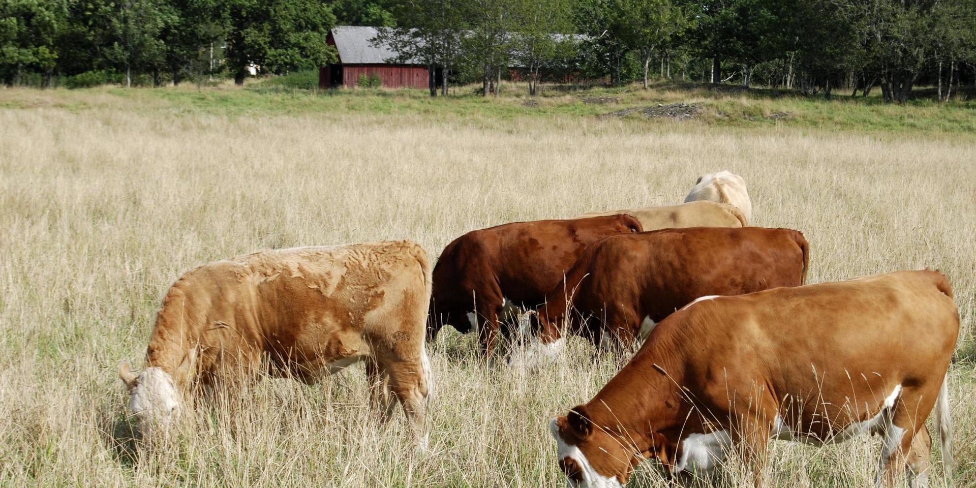 Betande kor Holmängen Vänersborg kossa kossor beta idissla gräs gräsätare nötdjur lantbruk jordbruk djur kalv tjur idisslare landsbygd  /  genrebild för användning inom hela SLM