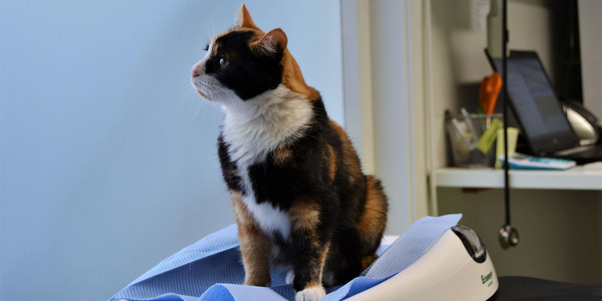 Selma försvann spårlöst från Gråbo utanför Göteborg i september. Nu har den fyraåriga katthonan återfunnits – på Åland.