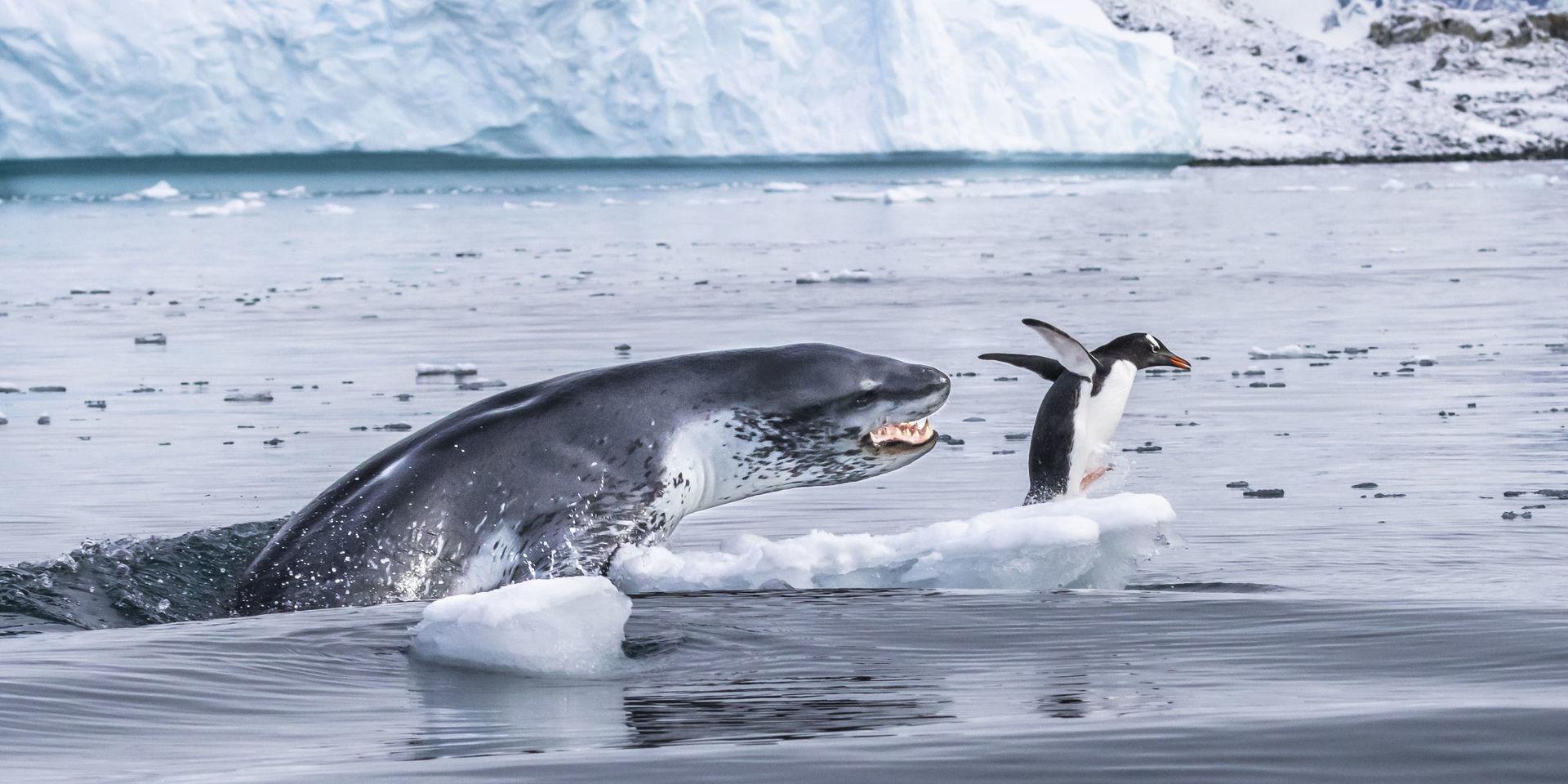 Om pingviner kunde flyga. En sjöleopard kastar sig upp ur vattnet och fångar en åsnepingvin i Antarktis. Åsnepingvinen är den snabbaste av alla pingvinarter under vattnet. Innan sjöleoparden åt upp pingvinen, lekte den med bytet, något sjöleoparder ofta gör. I det här fallet varade leken i en kvart. Sjöleoparder är väl anpassade rovdjur med snabbhet och vassa tänder som främsta vapen. En fullvuxen hona kan bli upp till 3,5 meter lång och väga 500 kg.