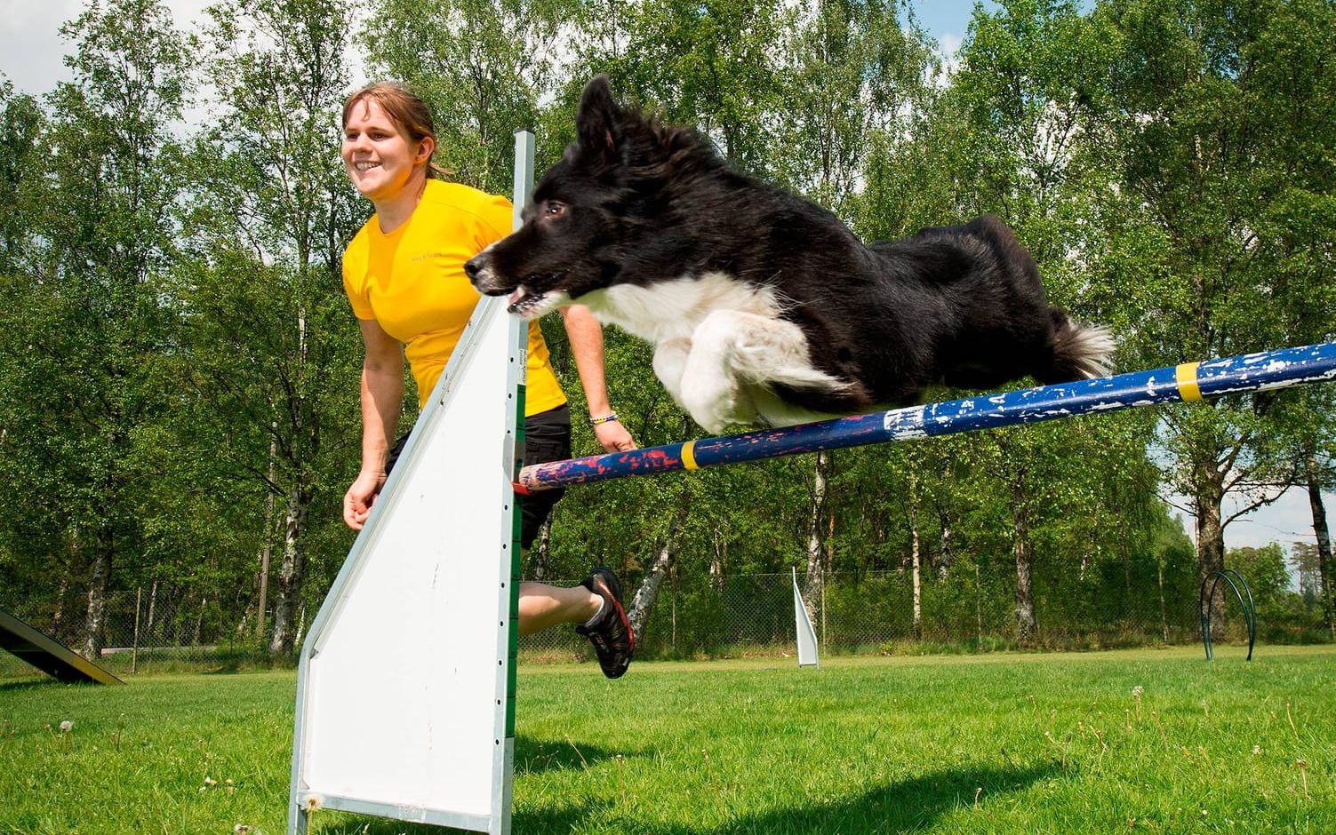 13 Juni. Tätt över hindret. Kitty Gustafsson och hennes bordercollie Tindra var med och tog ett lagbrons i England på World agility open championships.