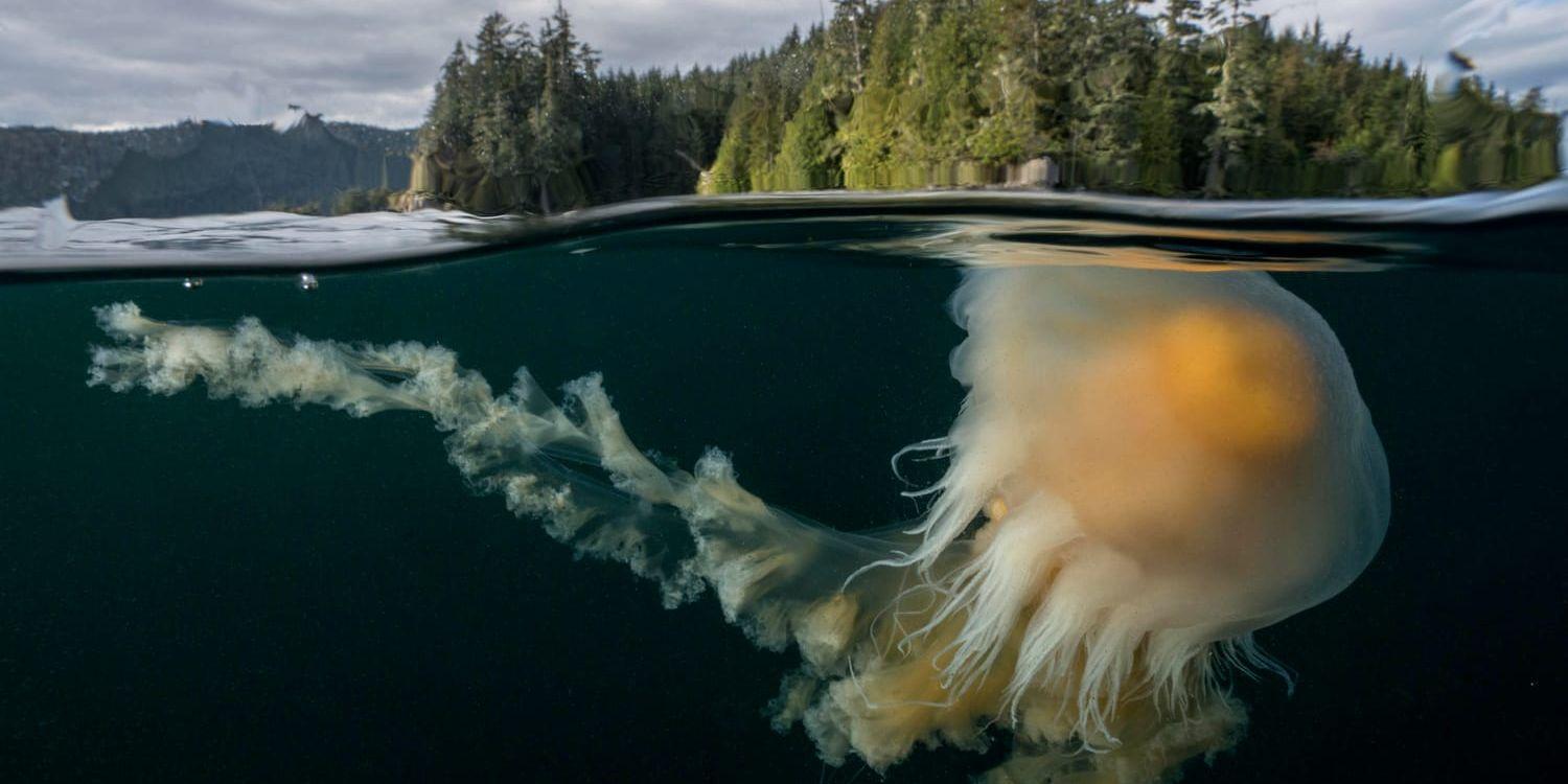 Sköna bilder från miljön under vatten ska visas på Fotografiska.