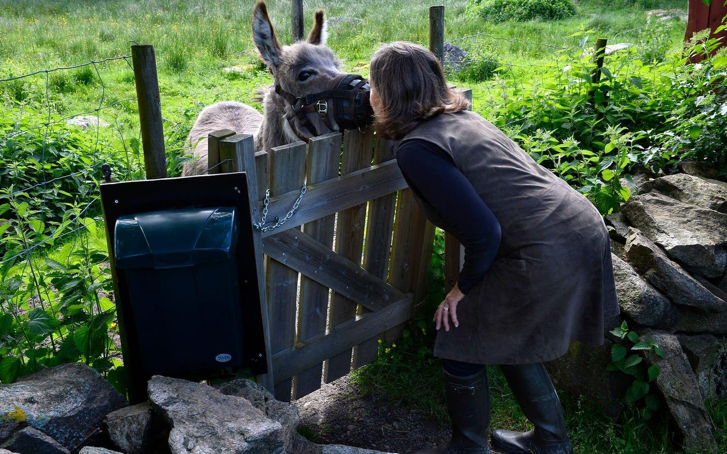 Puss Bosse. Gill ger åsnan en puss efter att han har släppts ut i hagen. På gården trivs både människor och djur. Foto: Annika Karlbom