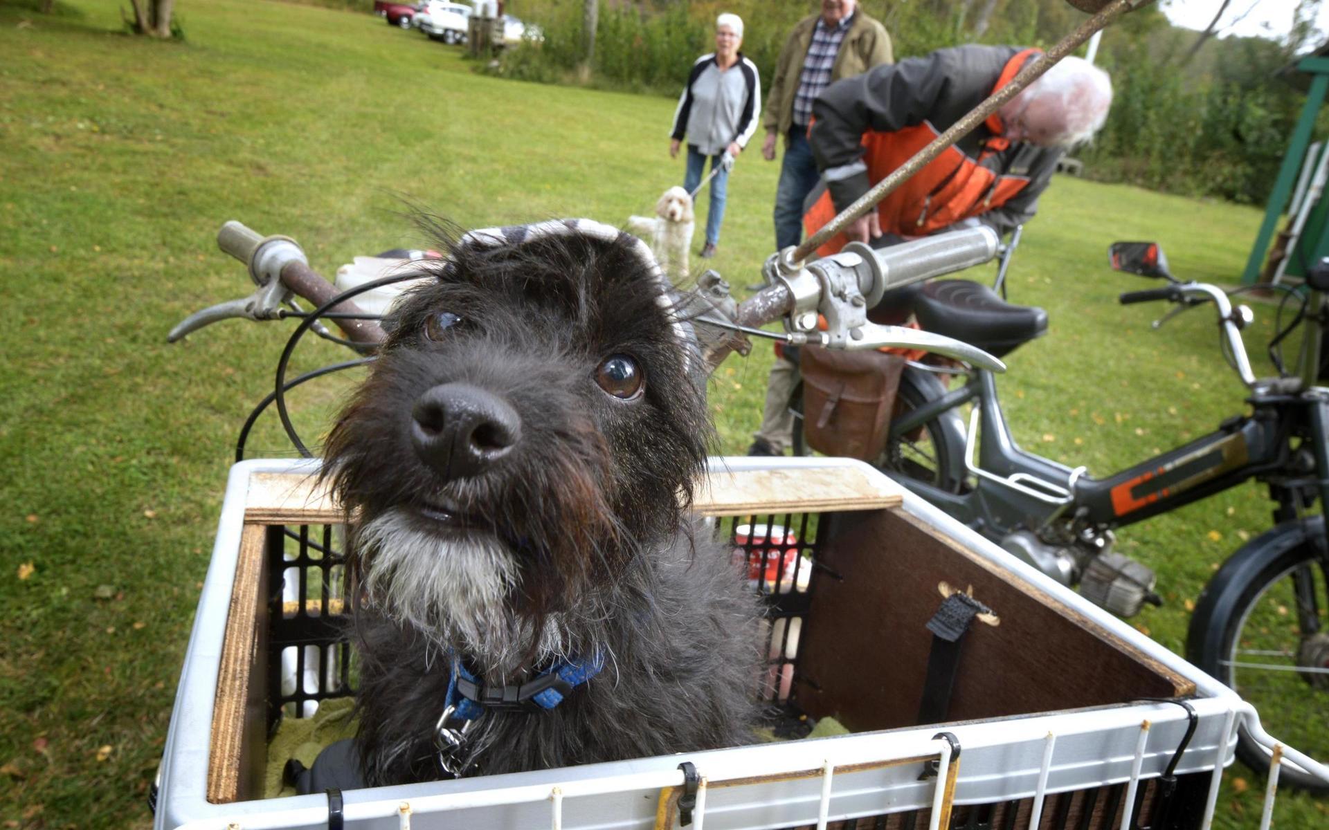 Blandrashunden Elliy hade åkt 11 mil på moped med husse Peter Hansson för att besöka Belis cafe och Nostalgi.