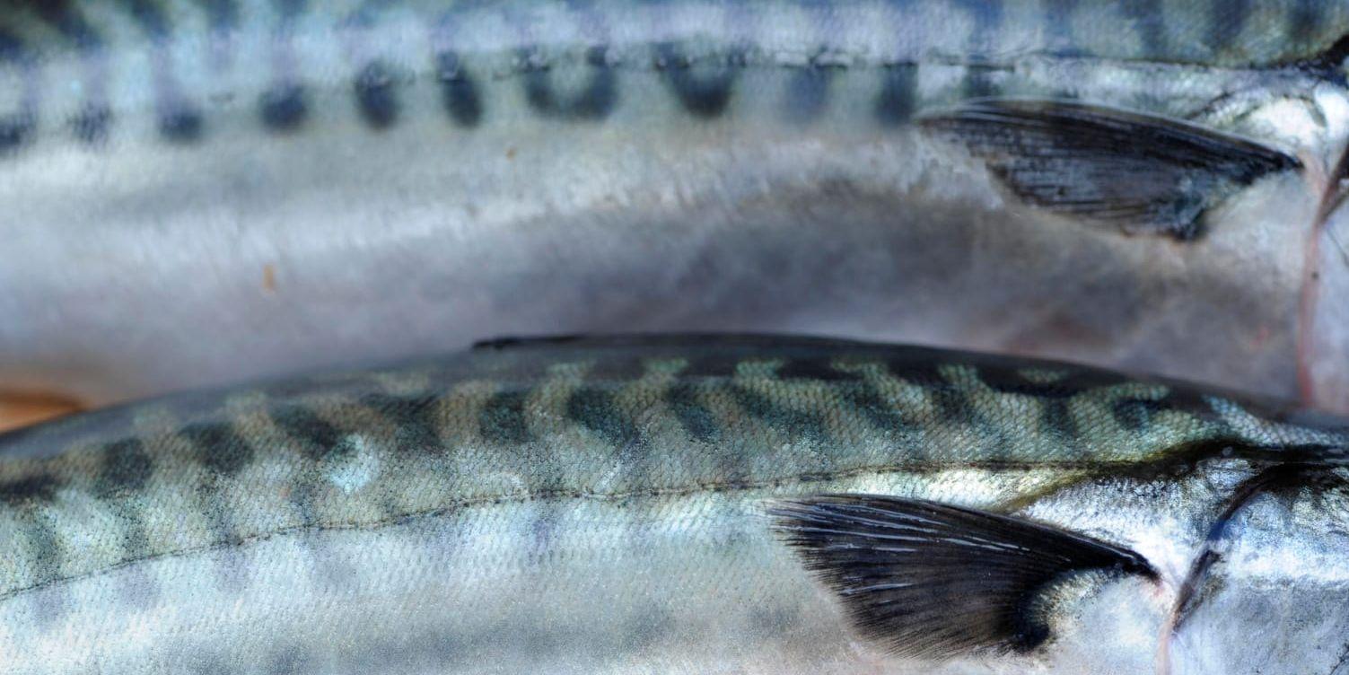 Makrillarna i Nordostatlanten är fler än tidigare beräknat och fisken går till grönt och gult ljus i WWF:s fiskguide. Arkivbild.