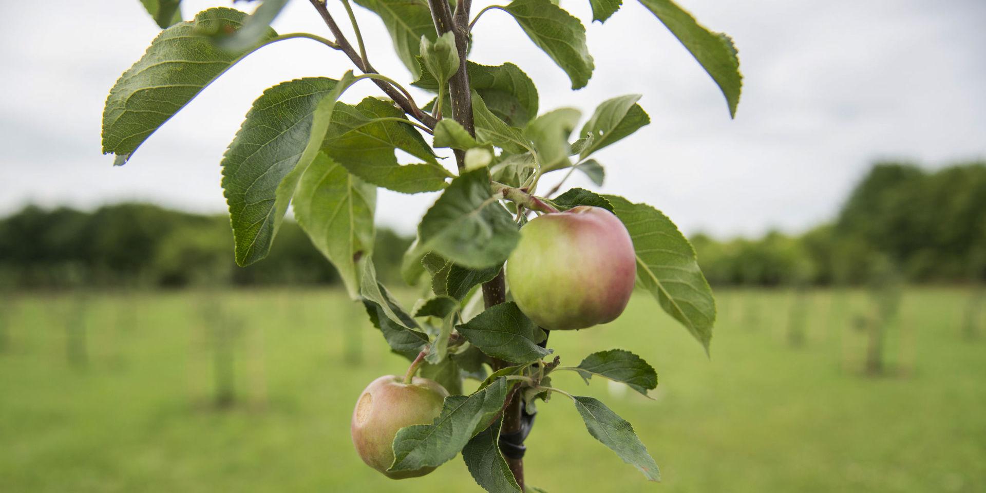 Även om jorden går under i morgon så planterar jag mitt äppelträd i dag, sa Martin Luther.