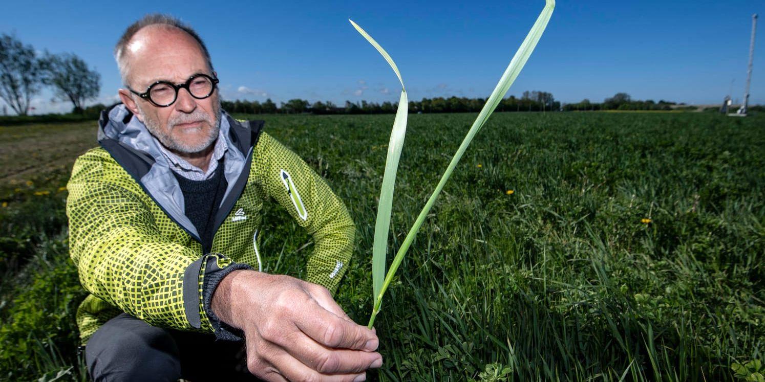 Lennart Olsson, professor i hållbarhetsvetenskap vid Lunds universitet, i ett försöksfält med kernza utanför Alnarp.