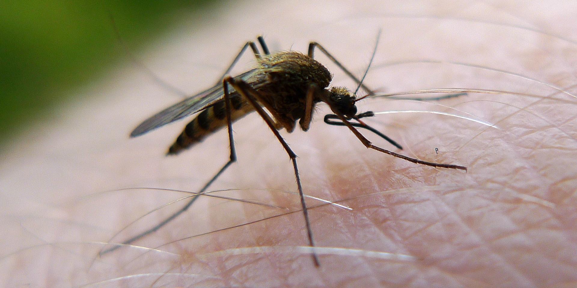 Myggen kan bli en rejäl sommarplåga. Arkivbild.