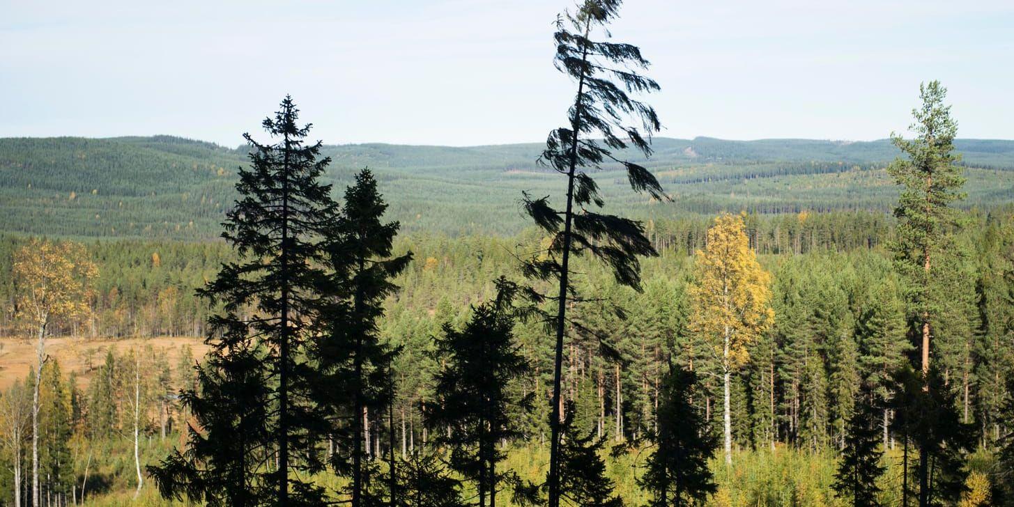 Fler miljö- och naturorganisationer kräver utökat skydd för den svenska skogen. Arkivbild.