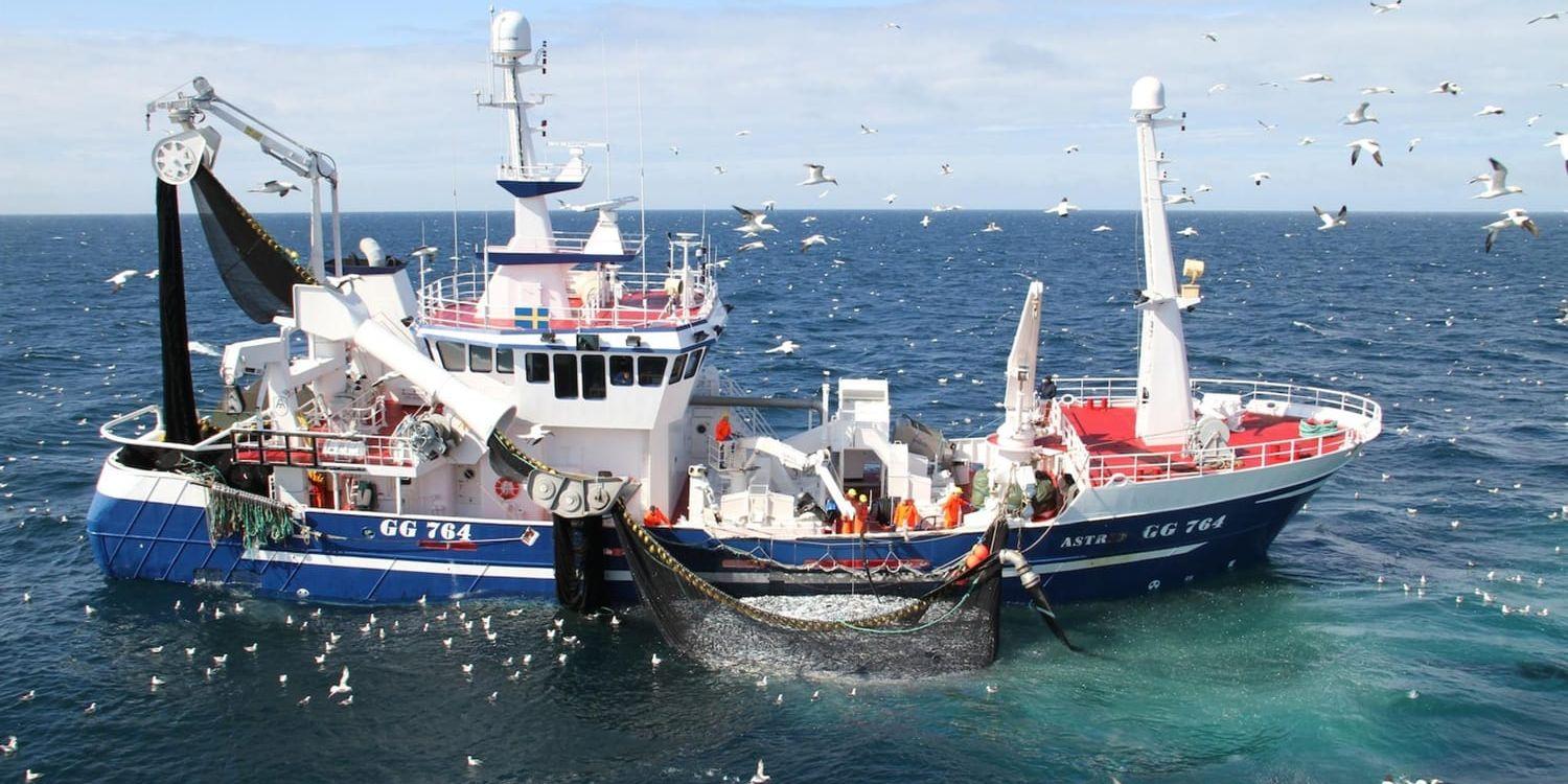 Brexit kan bli ett rejält bakslag för svenskt fiske i brittiska vatten.