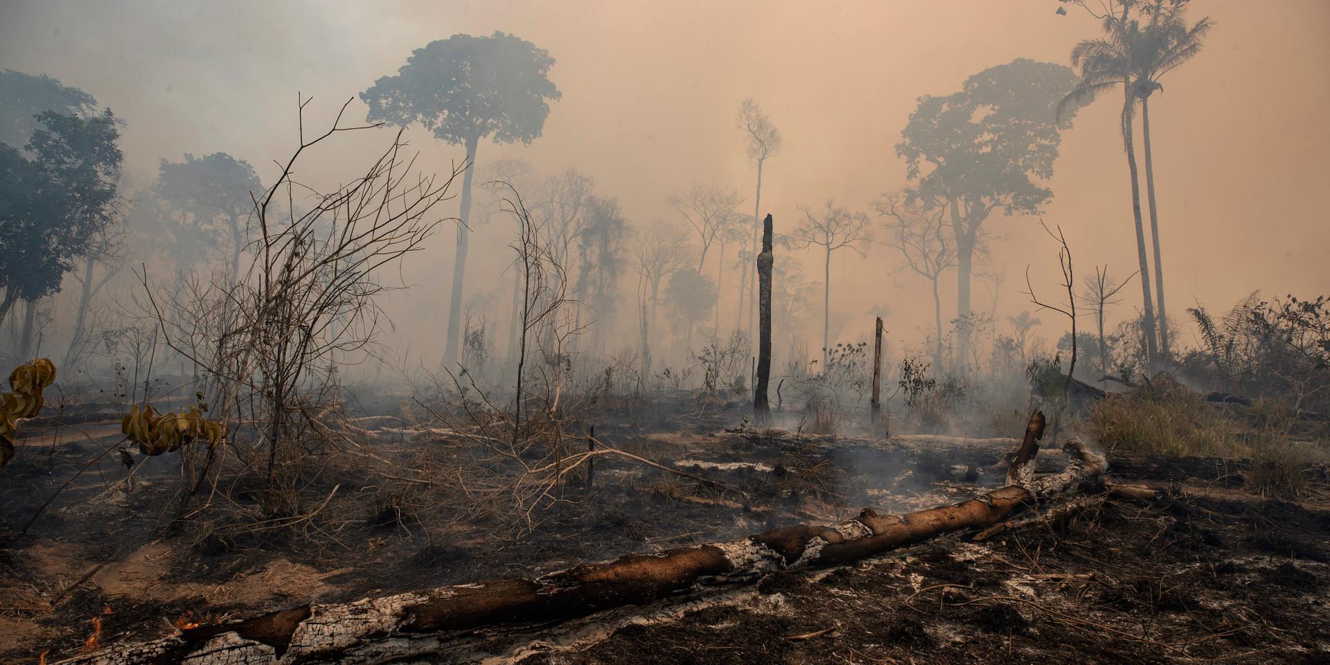 Avskogningen av Brasiliens regnskog är 'inte bara en katastrof för Brasilien, utan för världen', säger SOS Mata Atlanticas talesperson Luís Guedes Pinto. Arkivbild.